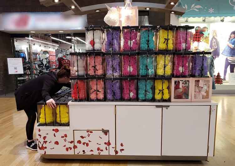 preserved rose bear real shot